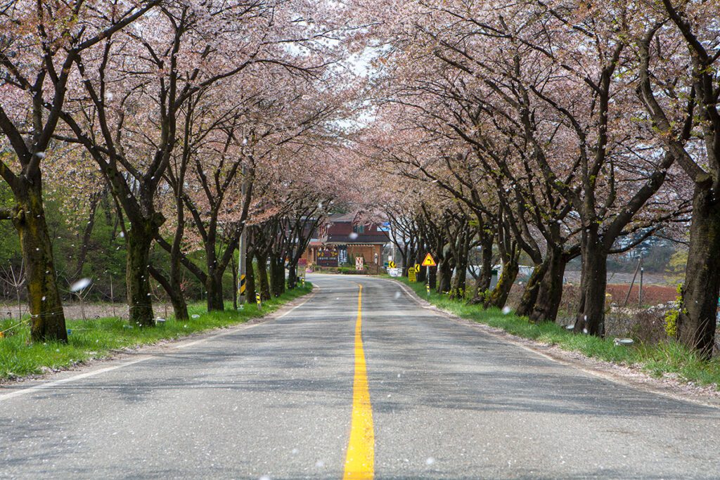 Jecheon Cheongpung Lake Cherry Blossom Festival
