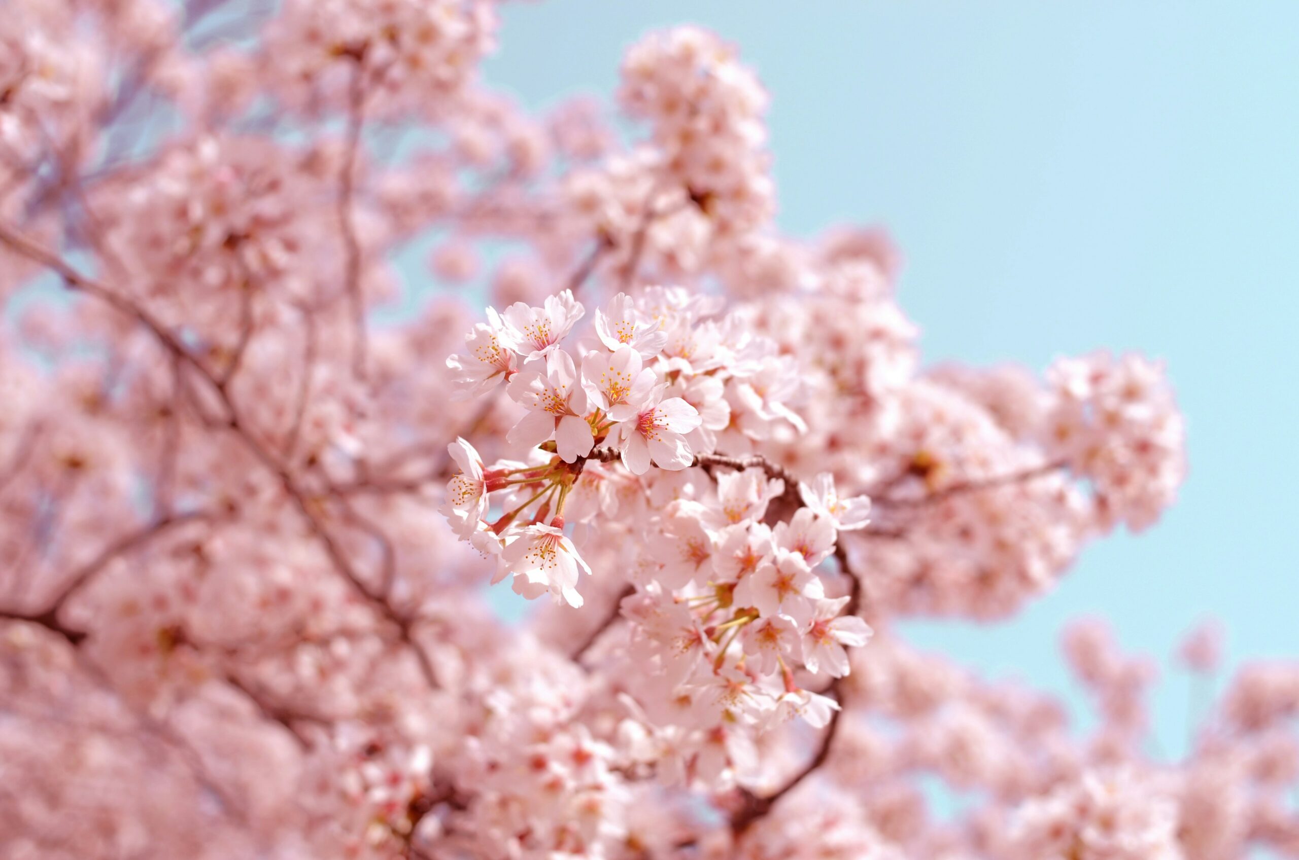 Cherry blossom season in Korea 2024