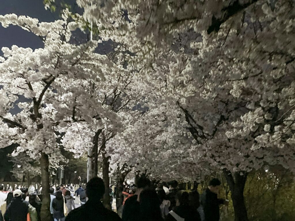 Yeouido Spring Cherry Blossom Festival