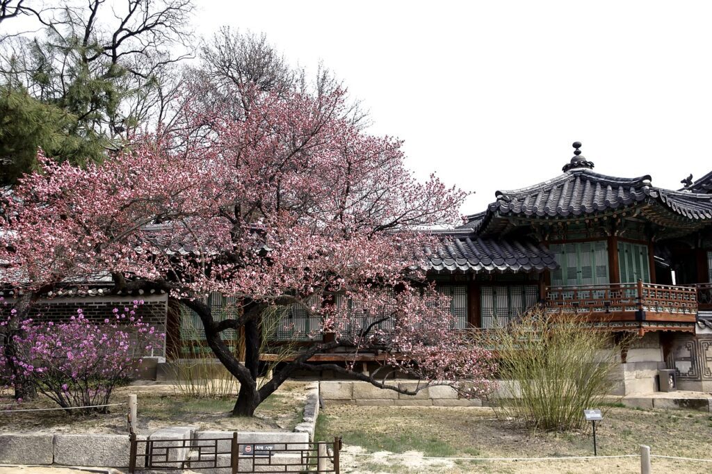 Cherry blossoms at the Gogung Palace in South Korea