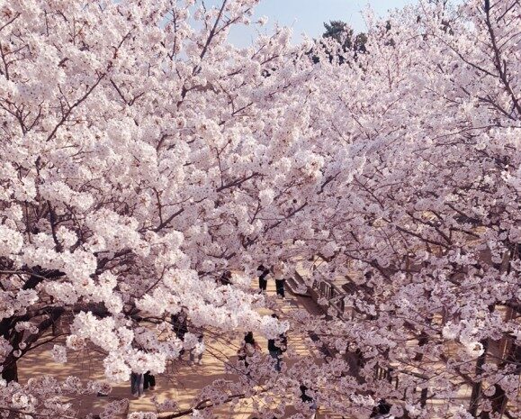 Best Spot 5 Cherry Blossoms In Seoul