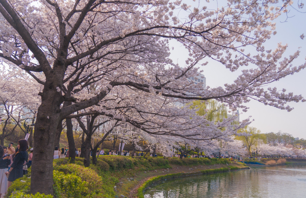 Seokchon Lake Cherry Blossom Festival